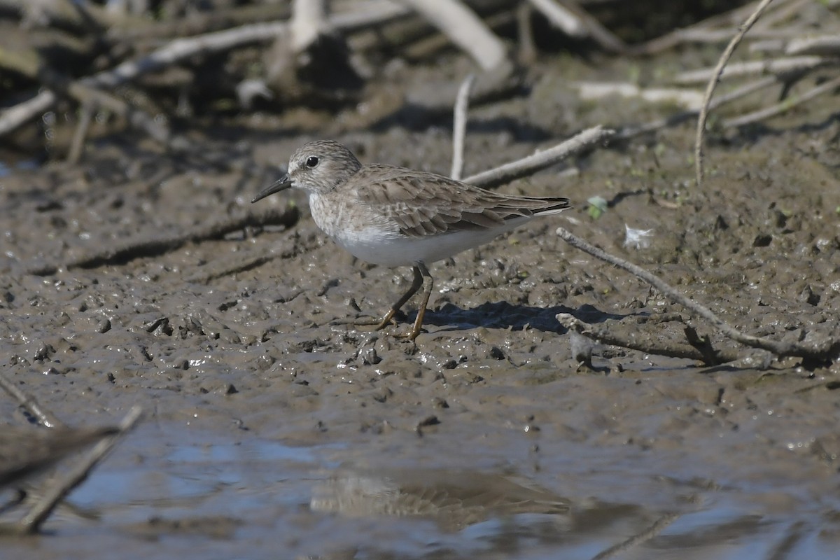 Least Sandpiper - ML646862153