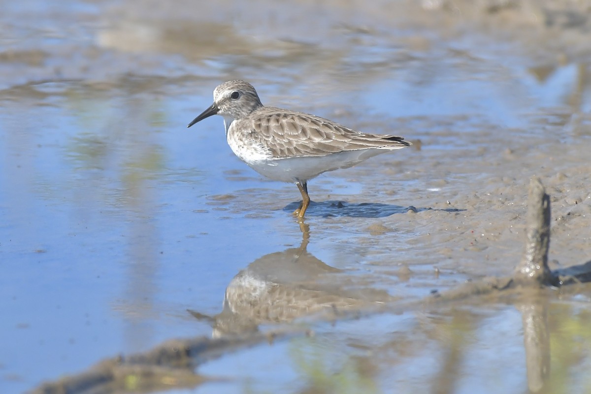 Least Sandpiper - ML646862154