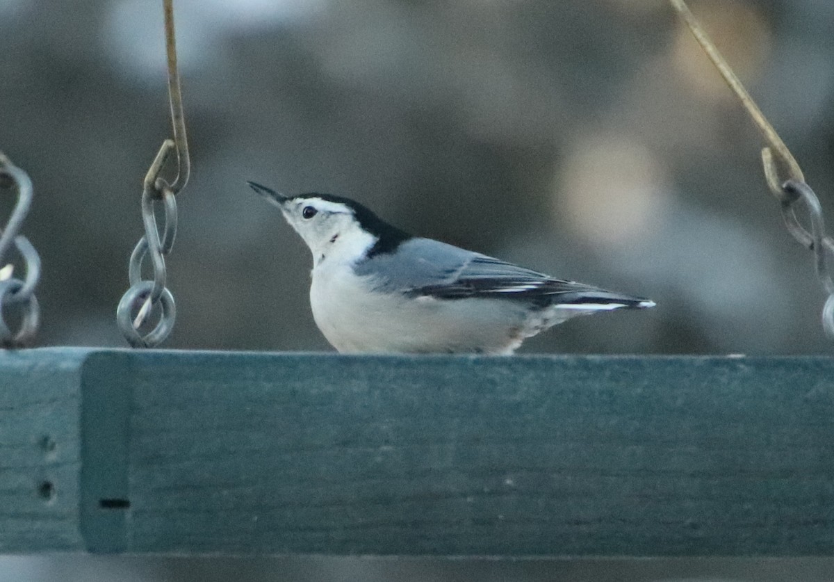 White-breasted Nuthatch - ML646862159