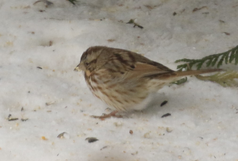 Ötücü Serçe - ML646862174