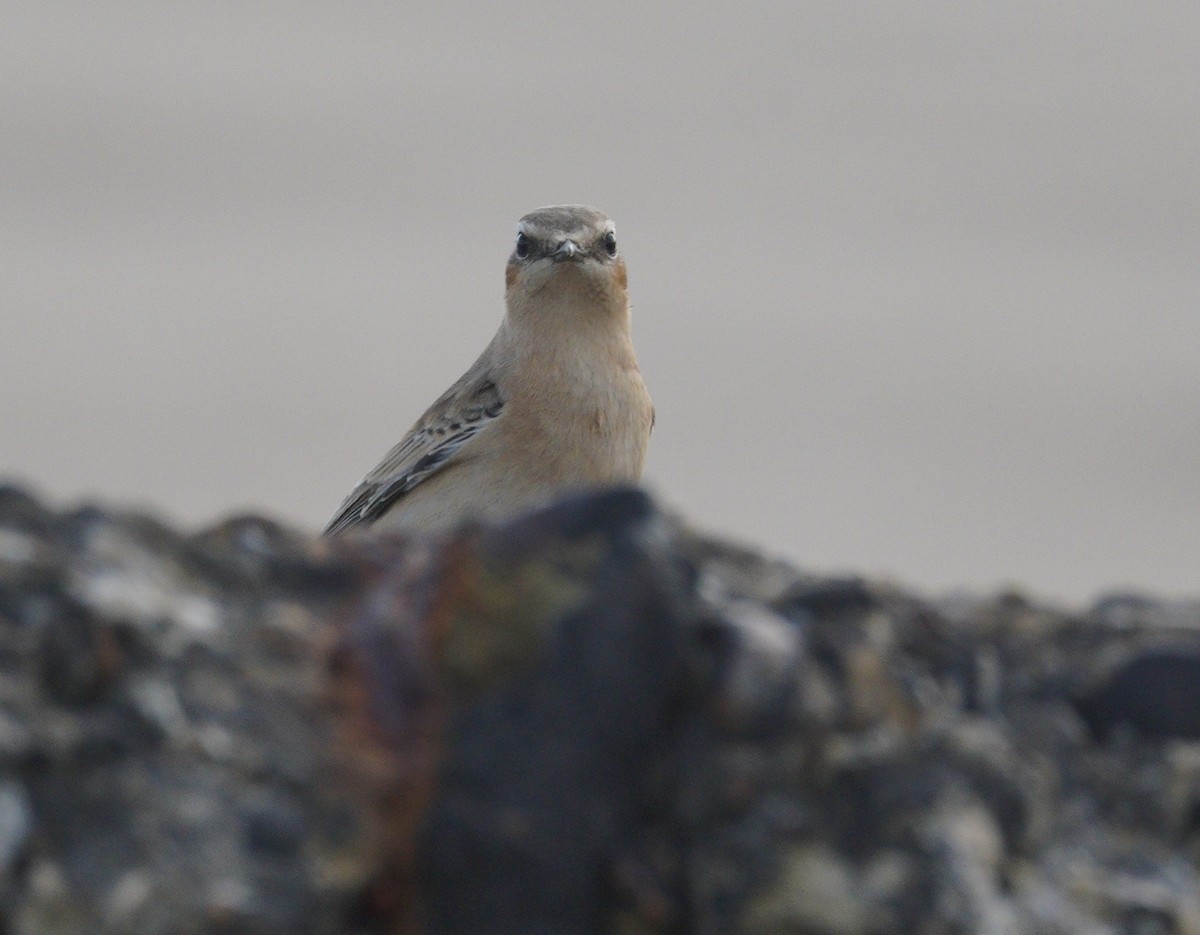 穗䳭 - ML646862175