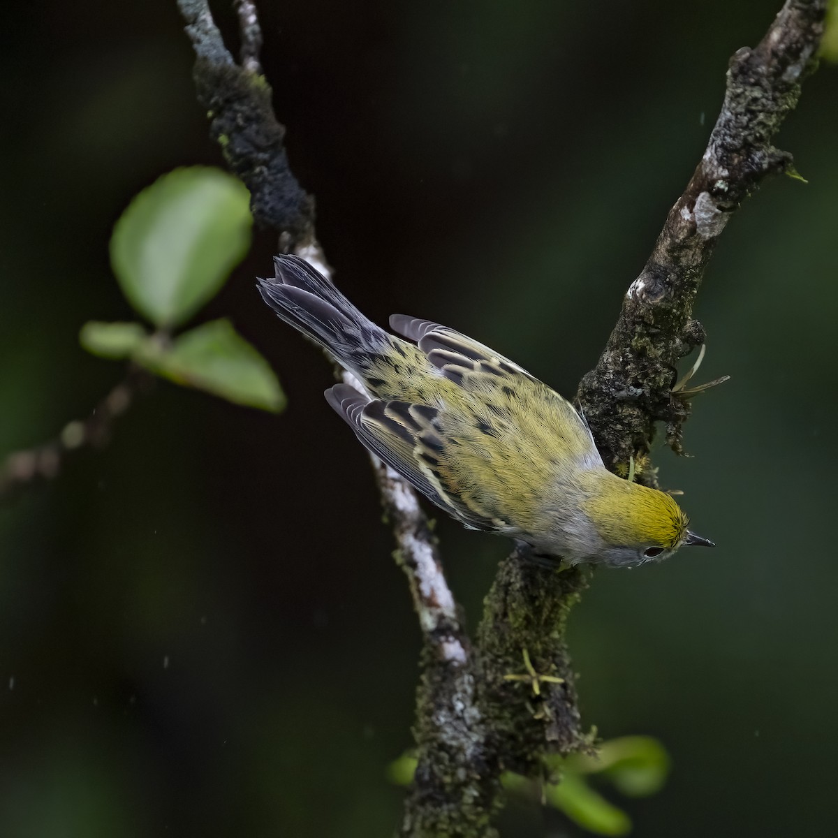 brunsideparula - ML646862177