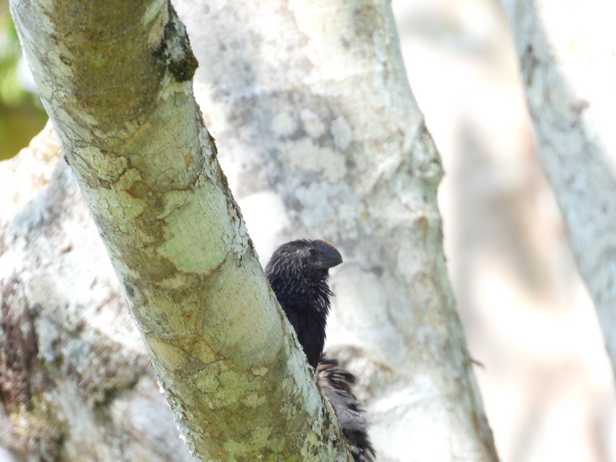 オオハシカッコウ - ML646862178