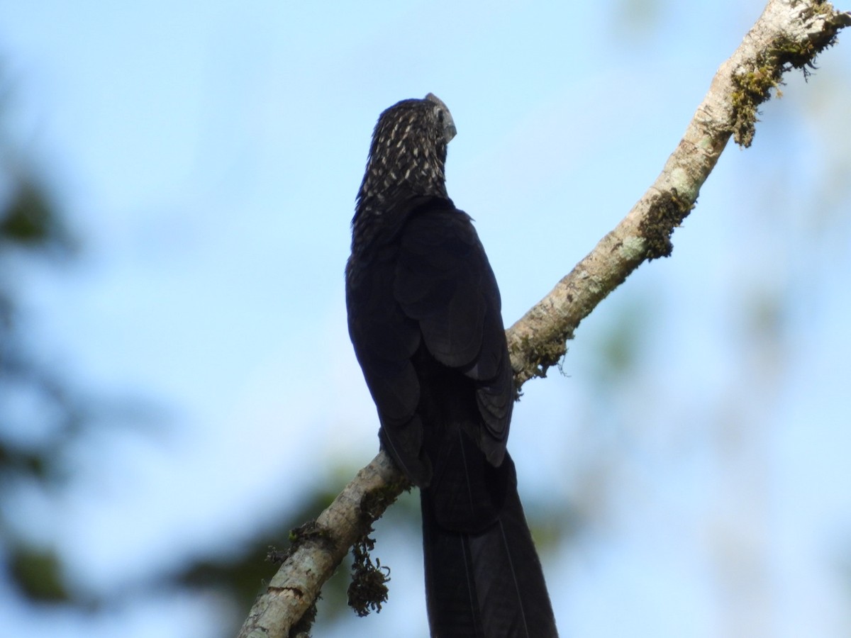 オオハシカッコウ - ML646862179