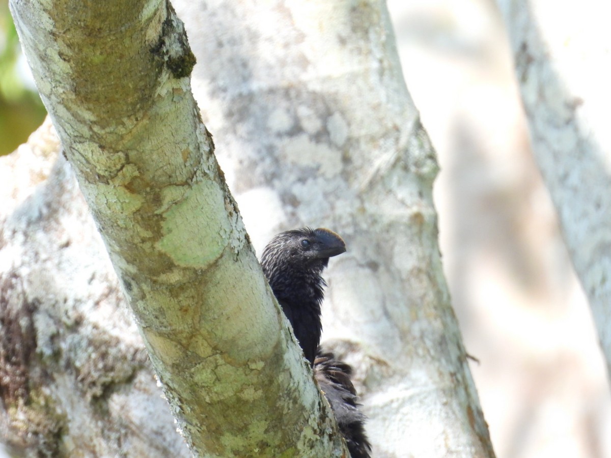 オオハシカッコウ - ML646862180