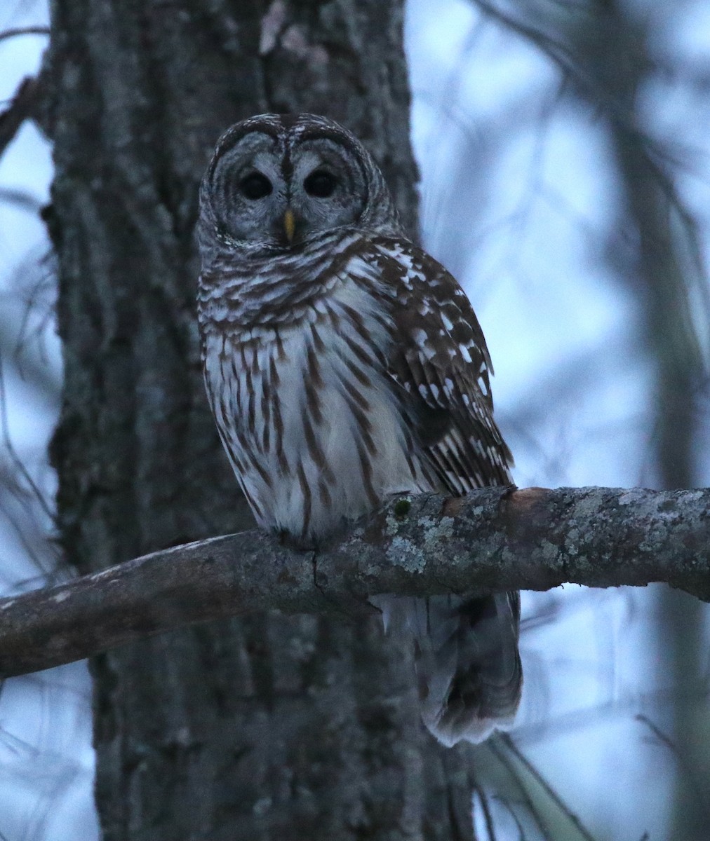 Barred Owl - ML646862181
