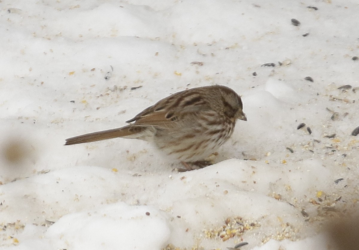 Ötücü Serçe - ML646862183