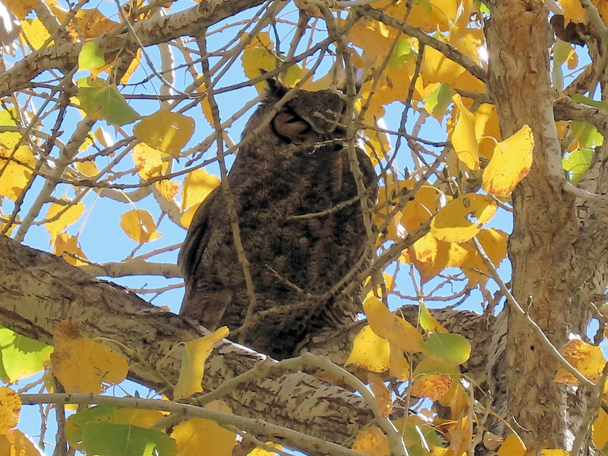Great Horned Owl - ML646862186