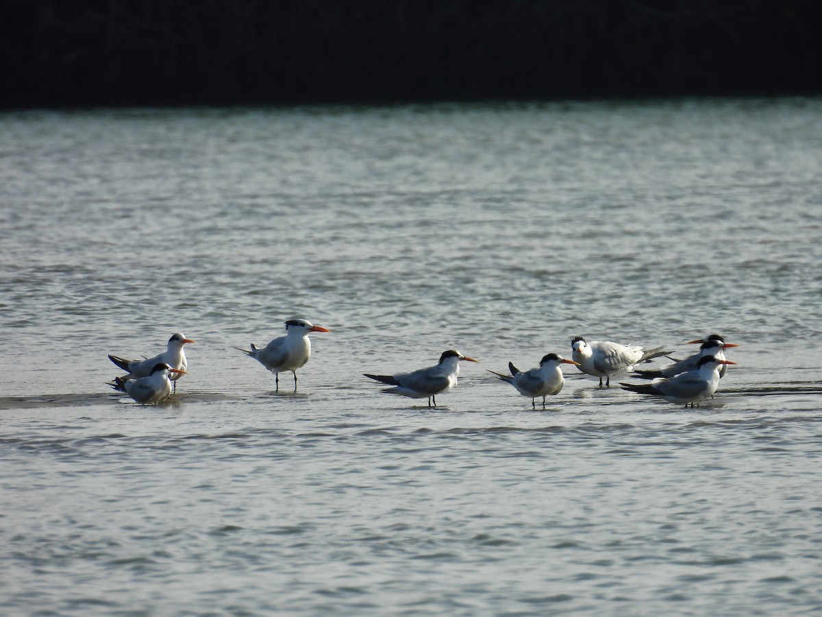 Royal Tern - ML646862187