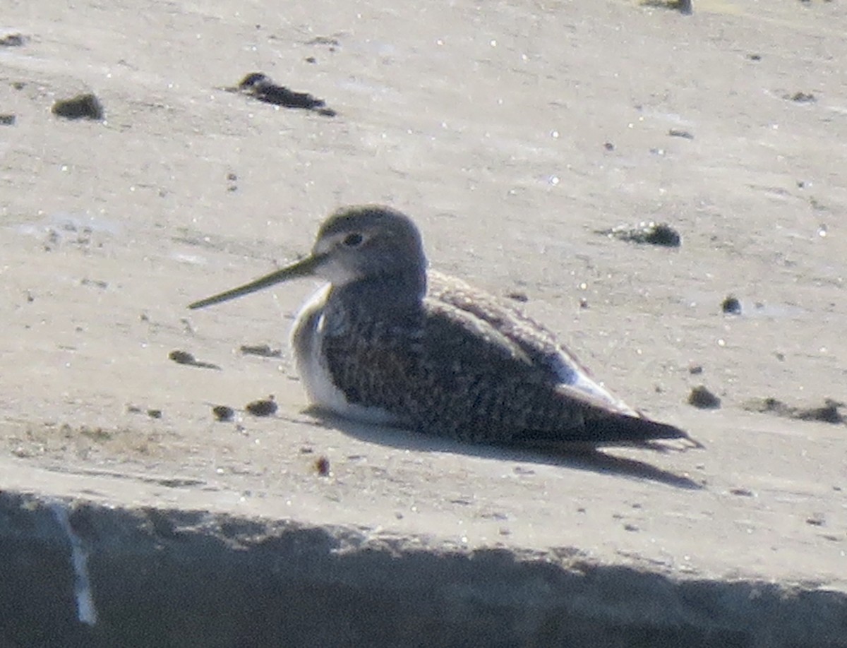 Tüpfelgelbschenkel - ML646862188