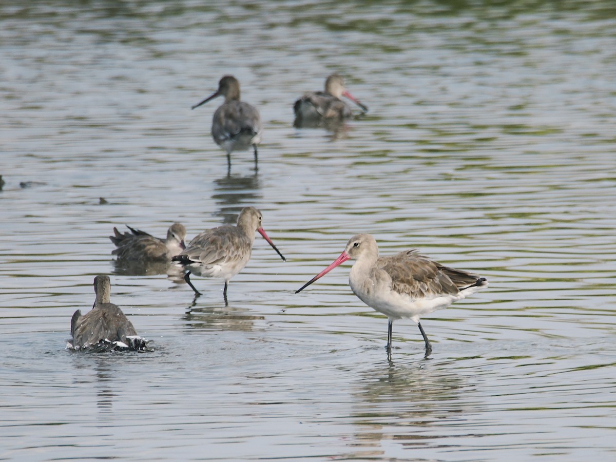 Pittima reale - ML646862190