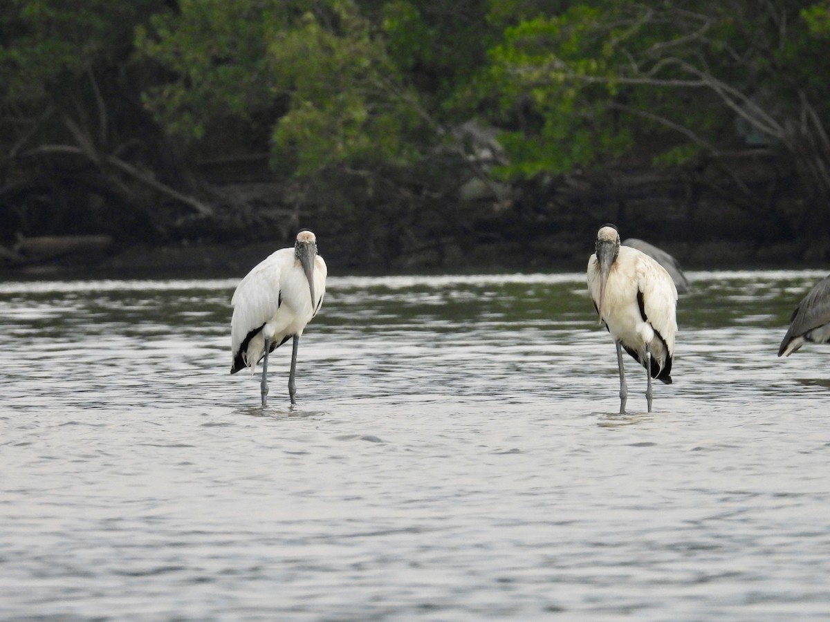 Wood Stork - ML646862191