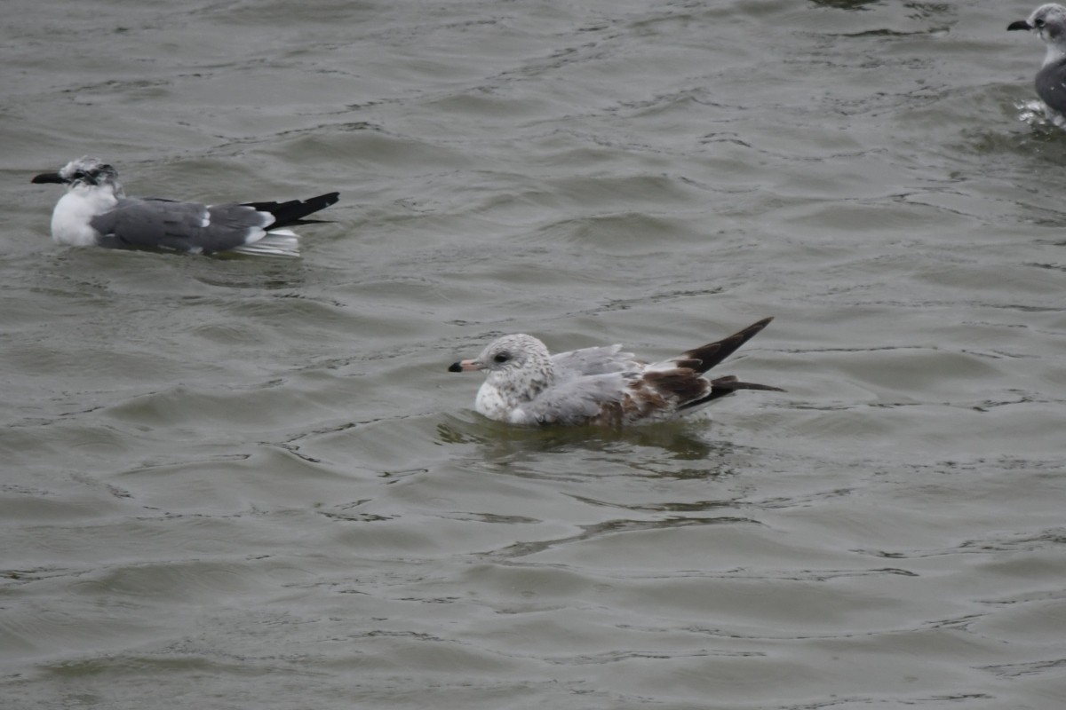 ringnebbmåke - ML646862192