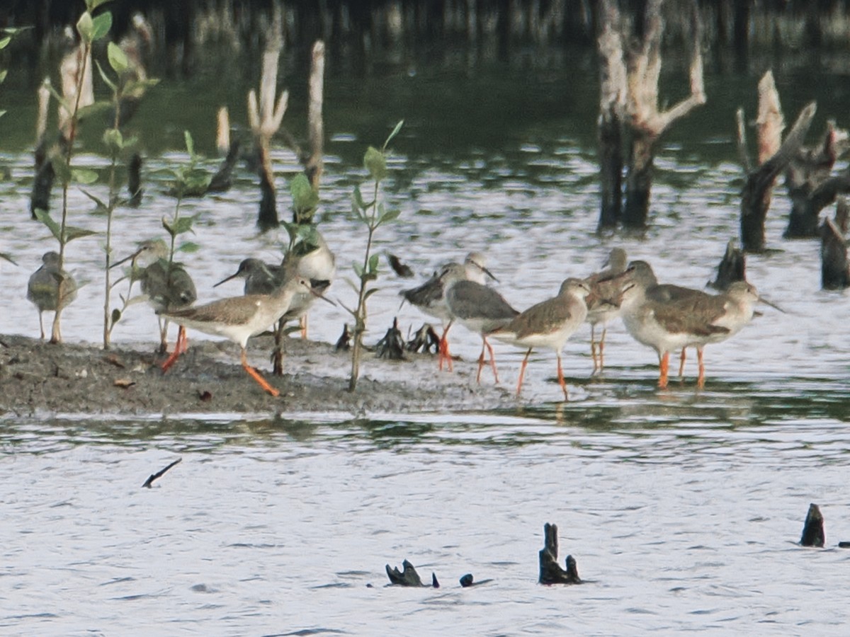 Pettegola - ML646862193