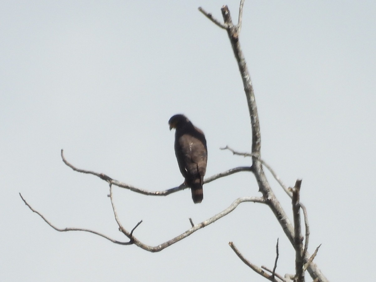 Roadside Hawk - ML646862196