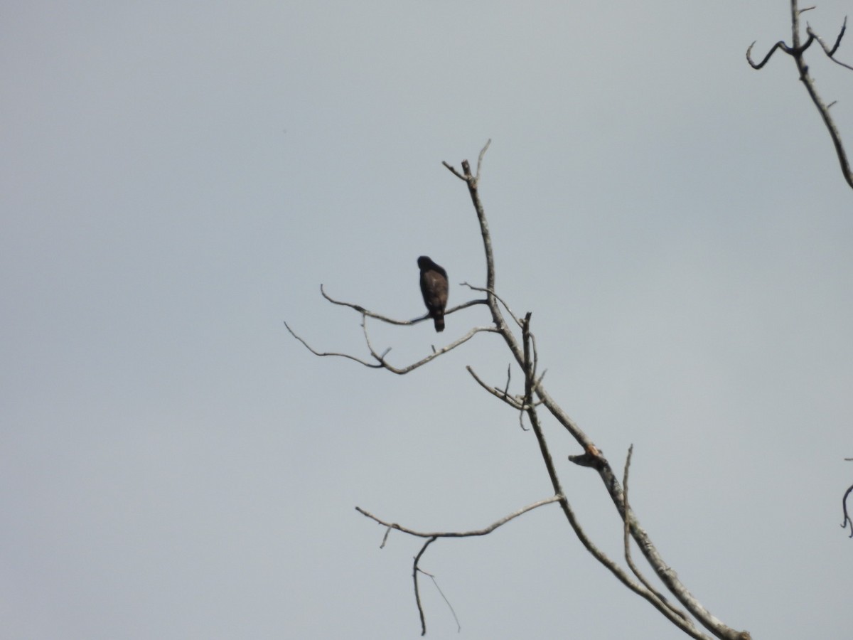 Roadside Hawk - ML646862197