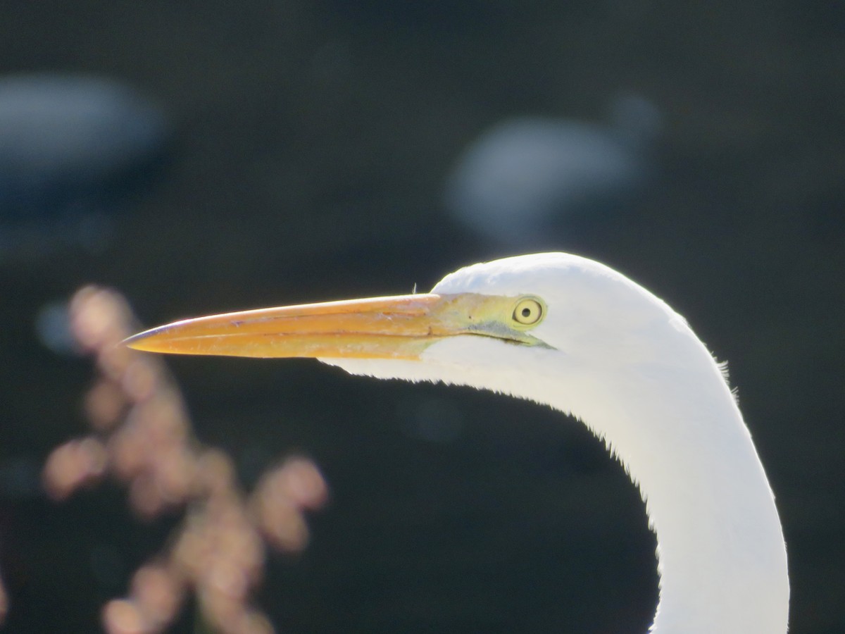 Silberreiher - ML646862199