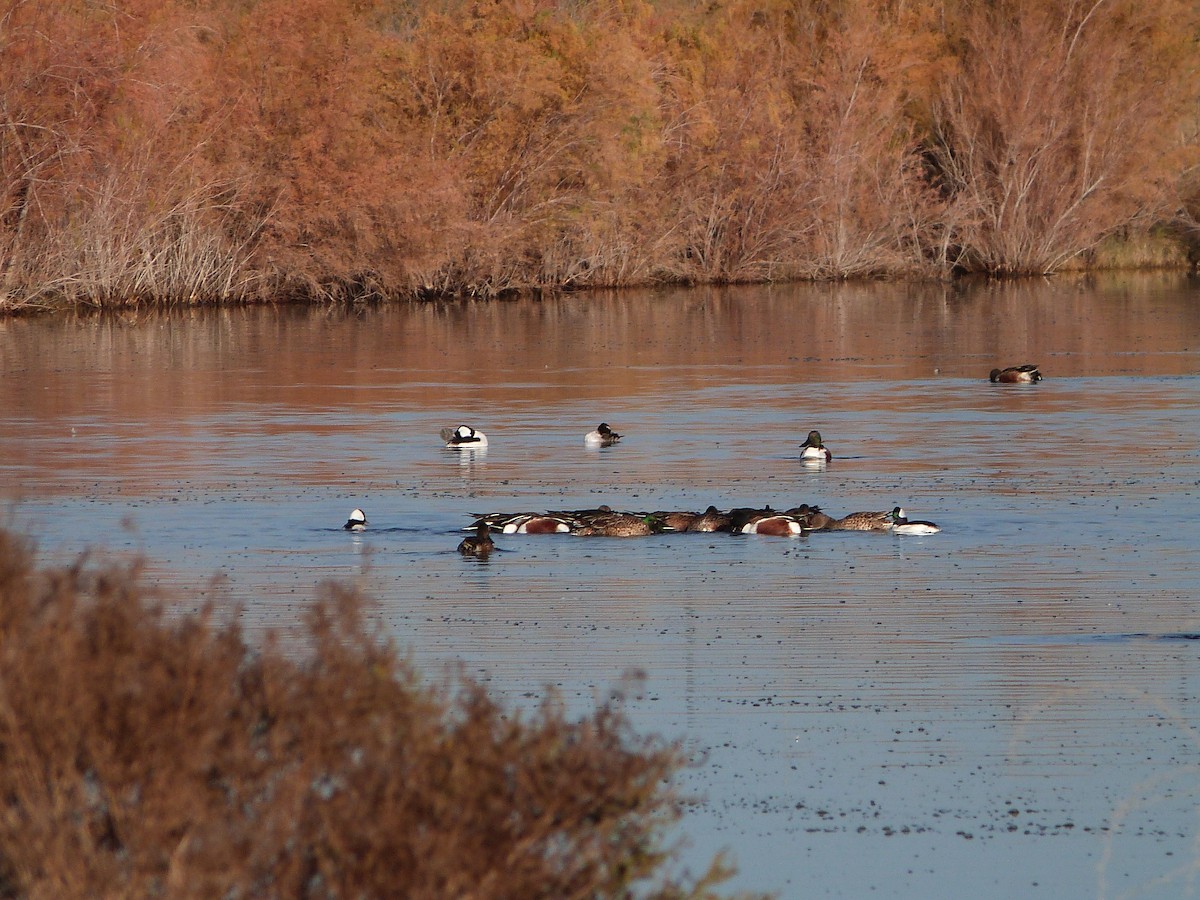 Mestolone - ML646862201