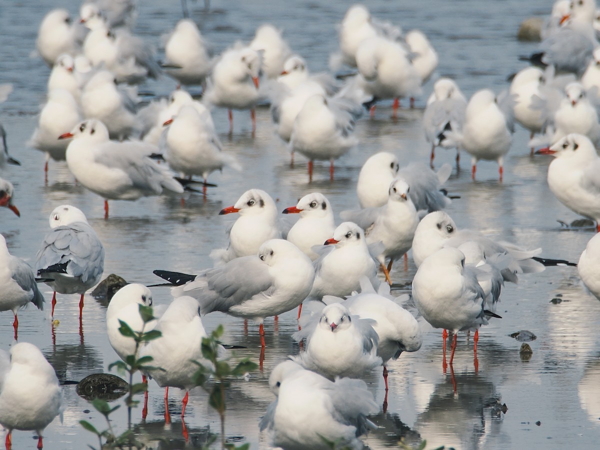 Бор толгойт цахлай - ML646862202