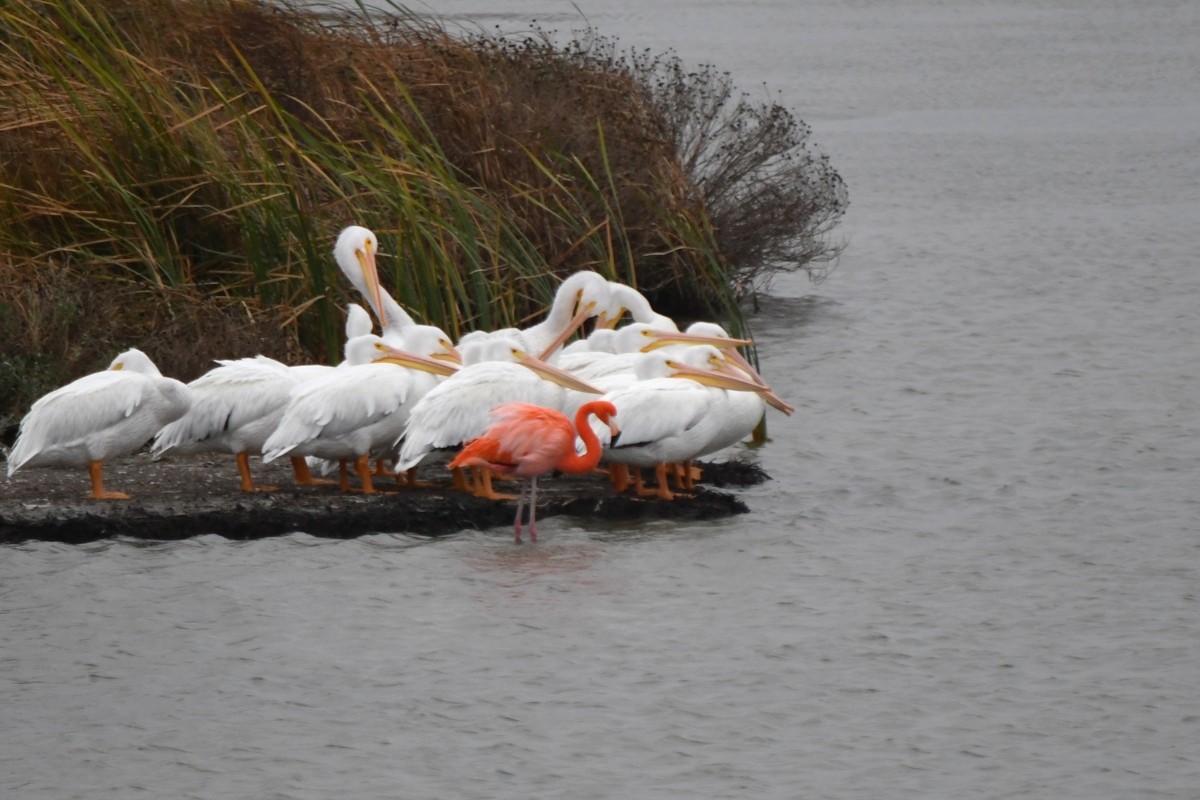 Красный фламинго - ML646862204