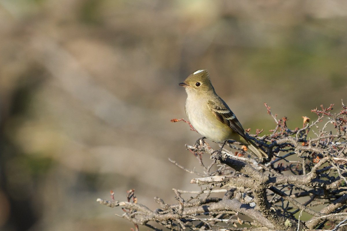 White-crested Elaenia (Chilean) - ML646862206