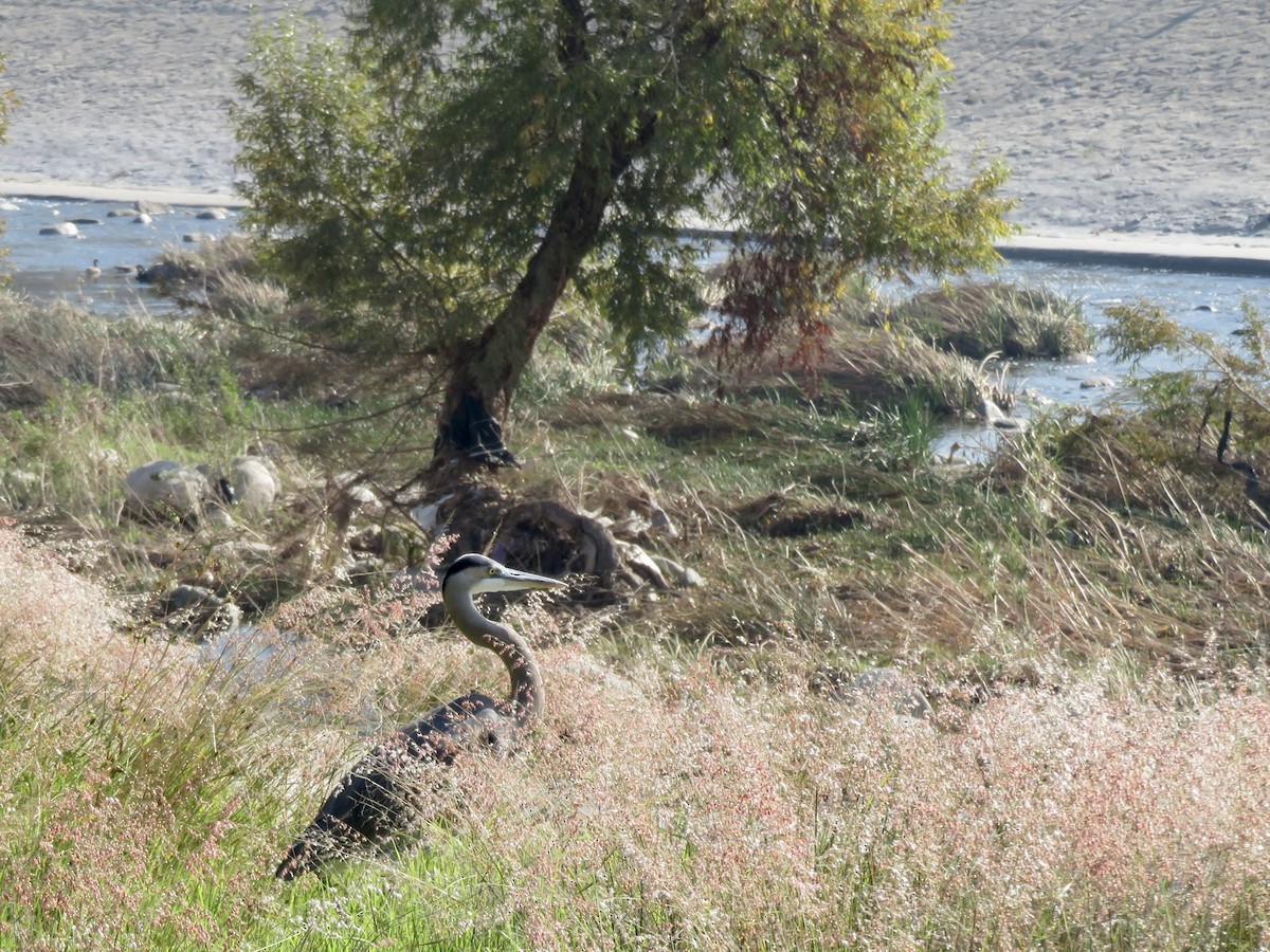 Kanadareiher - ML646862207