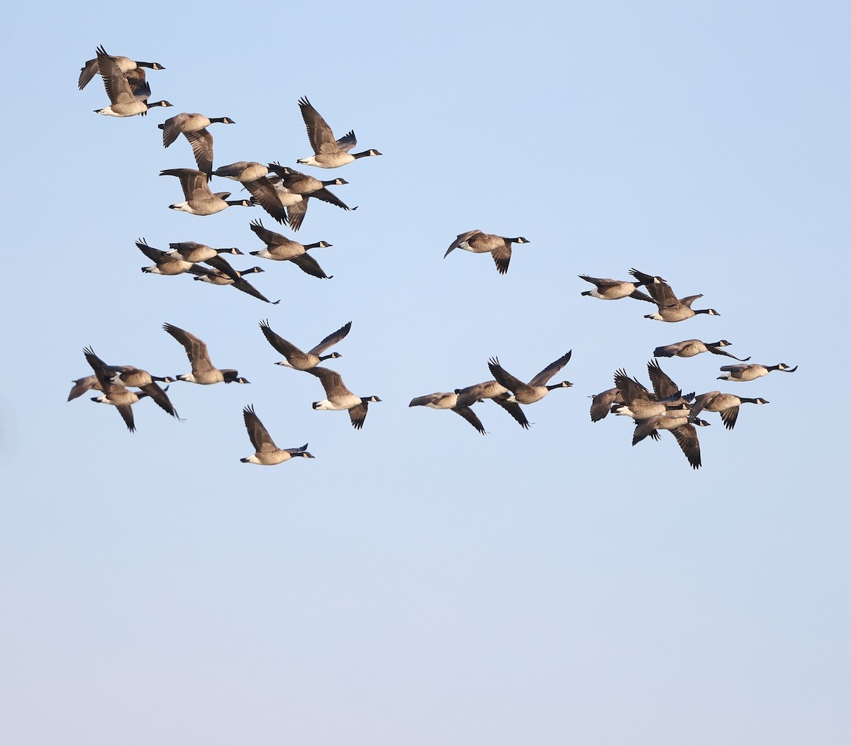 Canada Goose - ML646862208