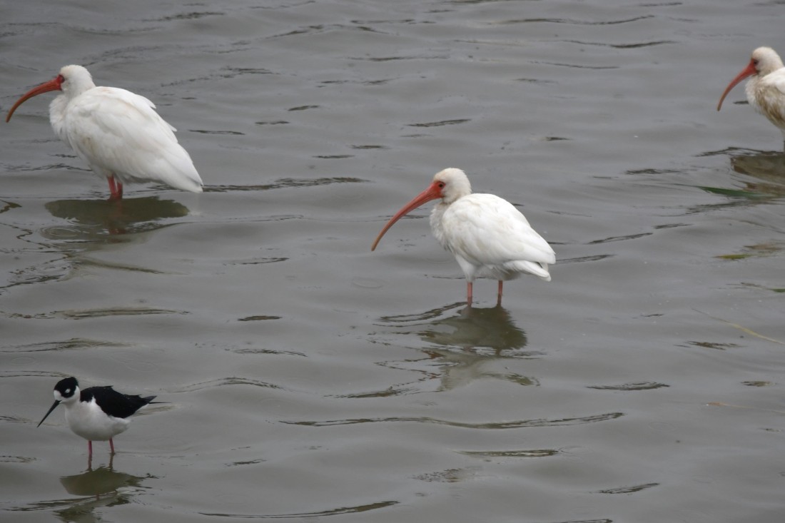 hvitibis - ML646862209