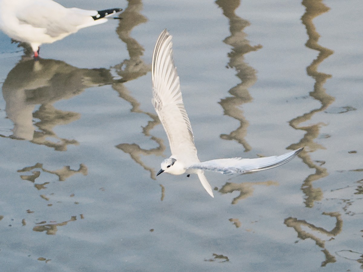 Guifette moustac - ML646862211