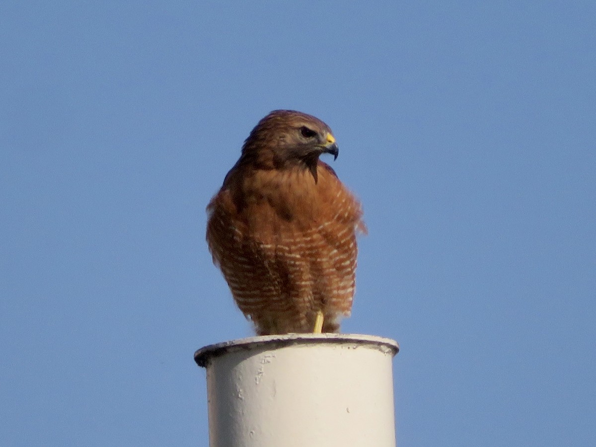 Rotschulterbussard - ML646862212