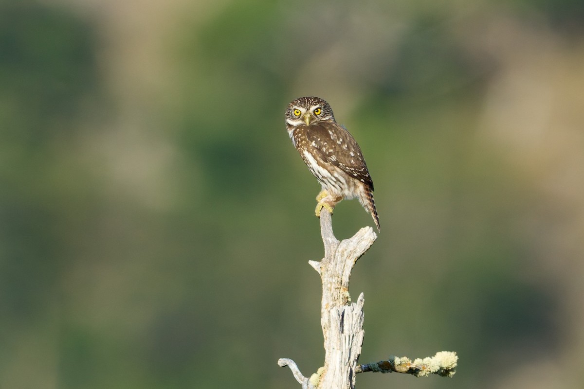 Austral Pygmy-Owl - ML646862213