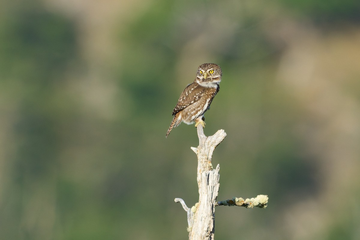 Austral Pygmy-Owl - ML646862214