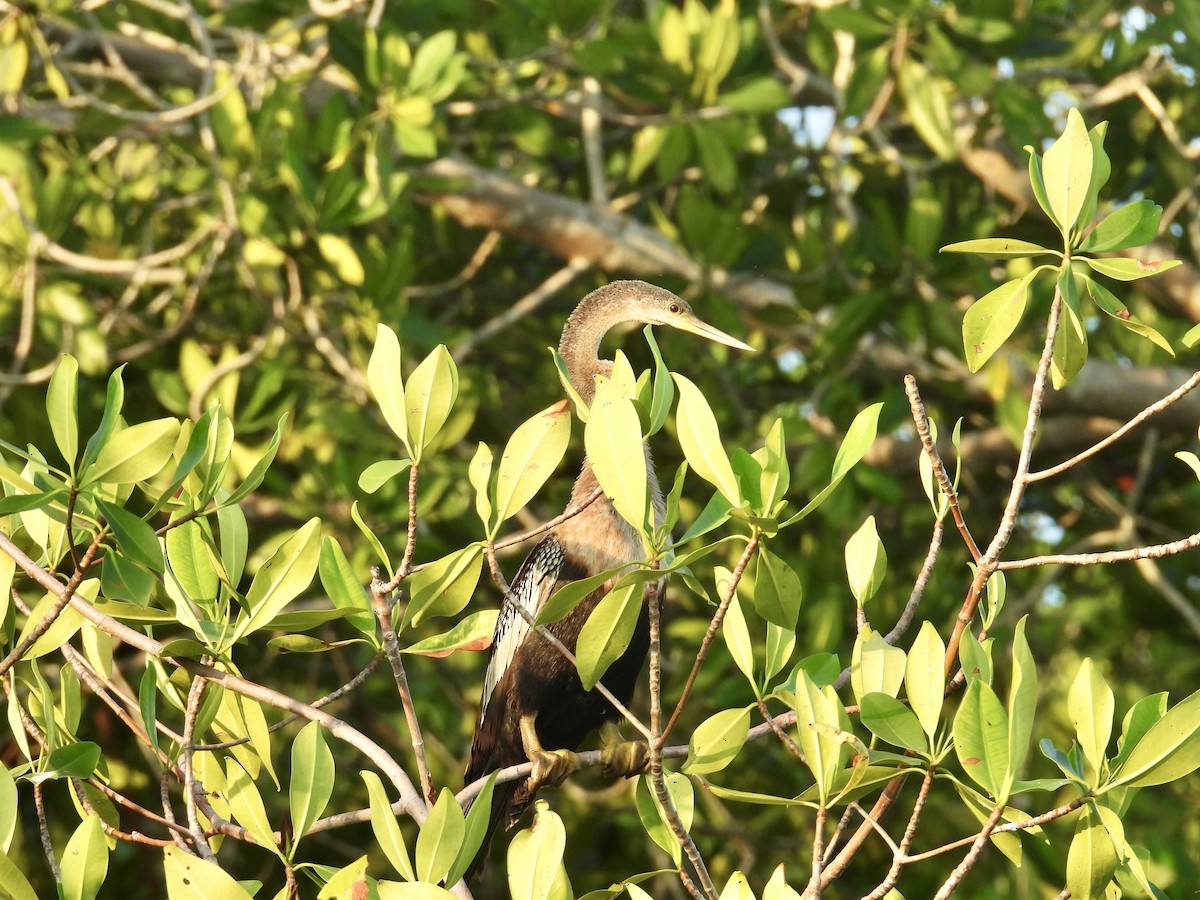 Anhinga - ML646862215