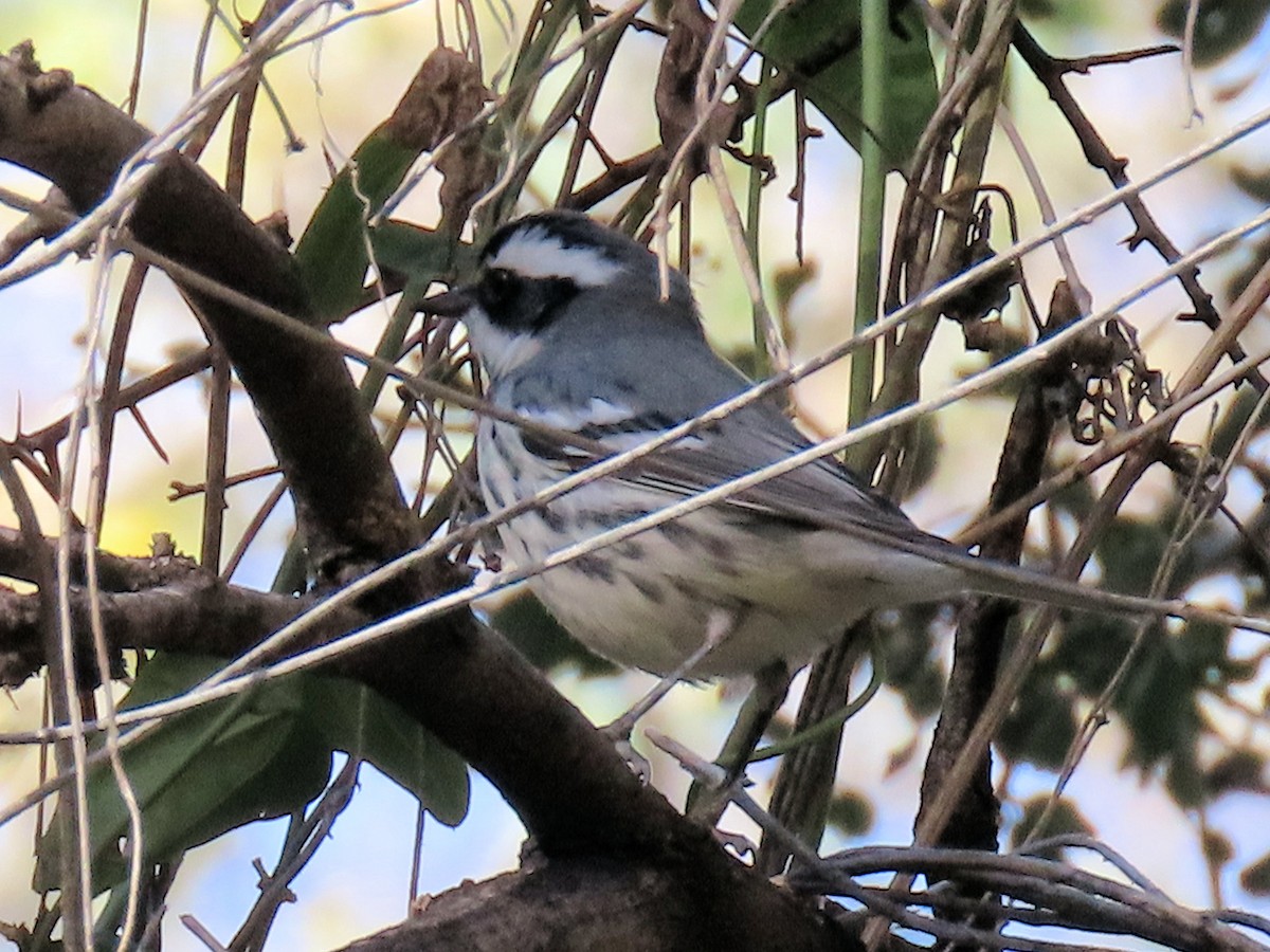 Black-throated Gray Warbler - ML646862216