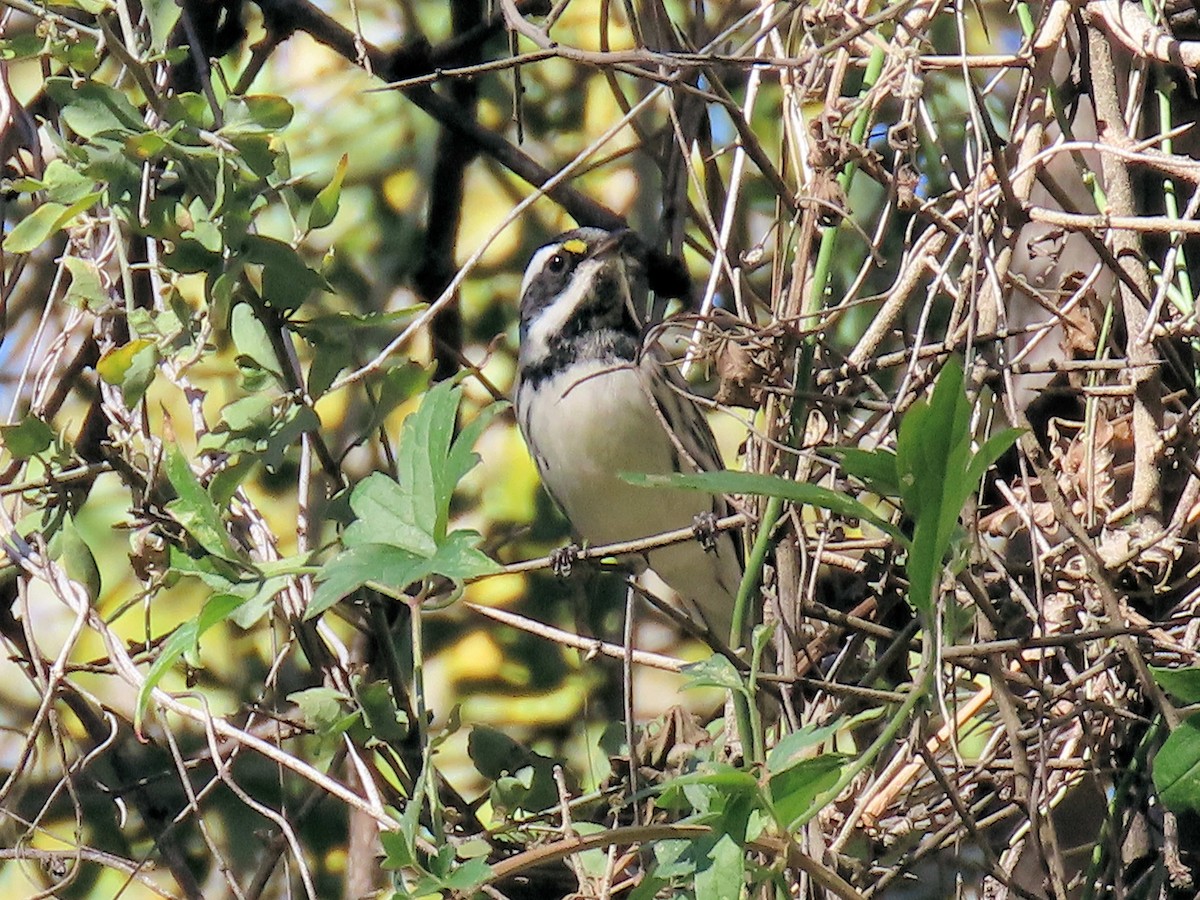 Black-throated Gray Warbler - ML646862217