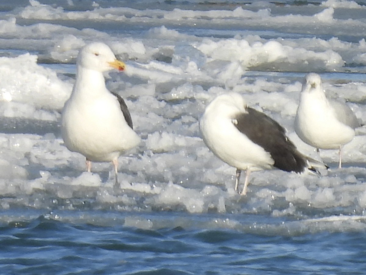 Great Black-backed Gull - ML646862218