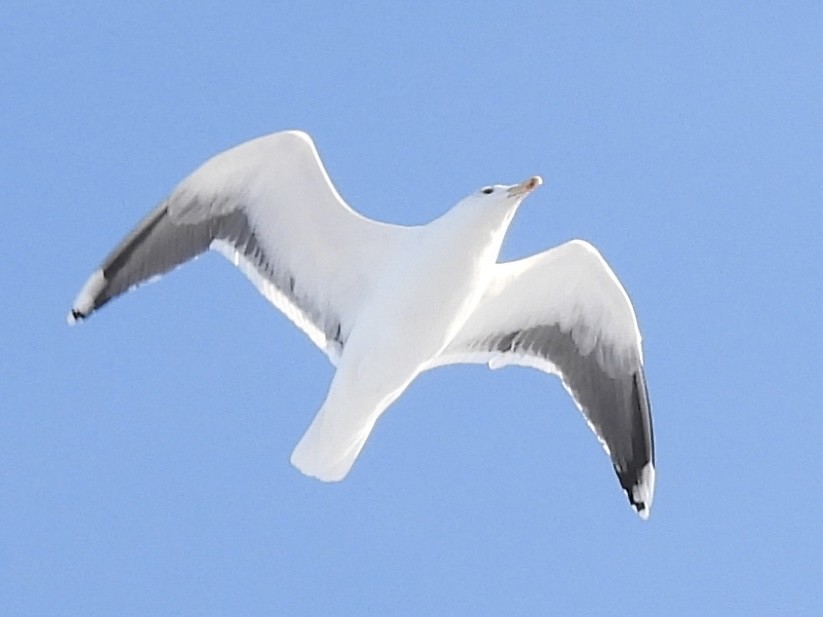 Great Black-backed Gull - ML646862219