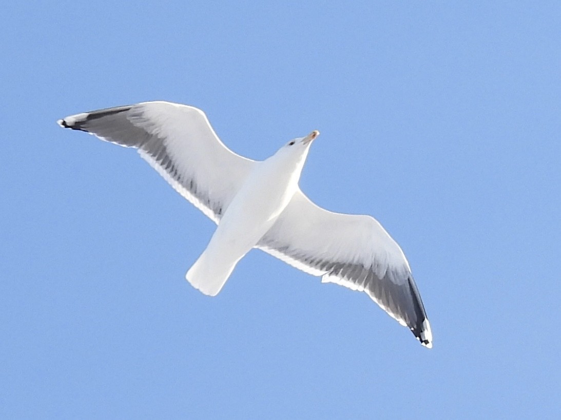 Great Black-backed Gull - ML646862220