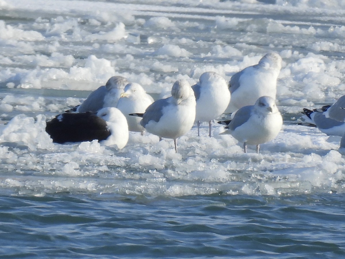Great Black-backed Gull - ML646862221