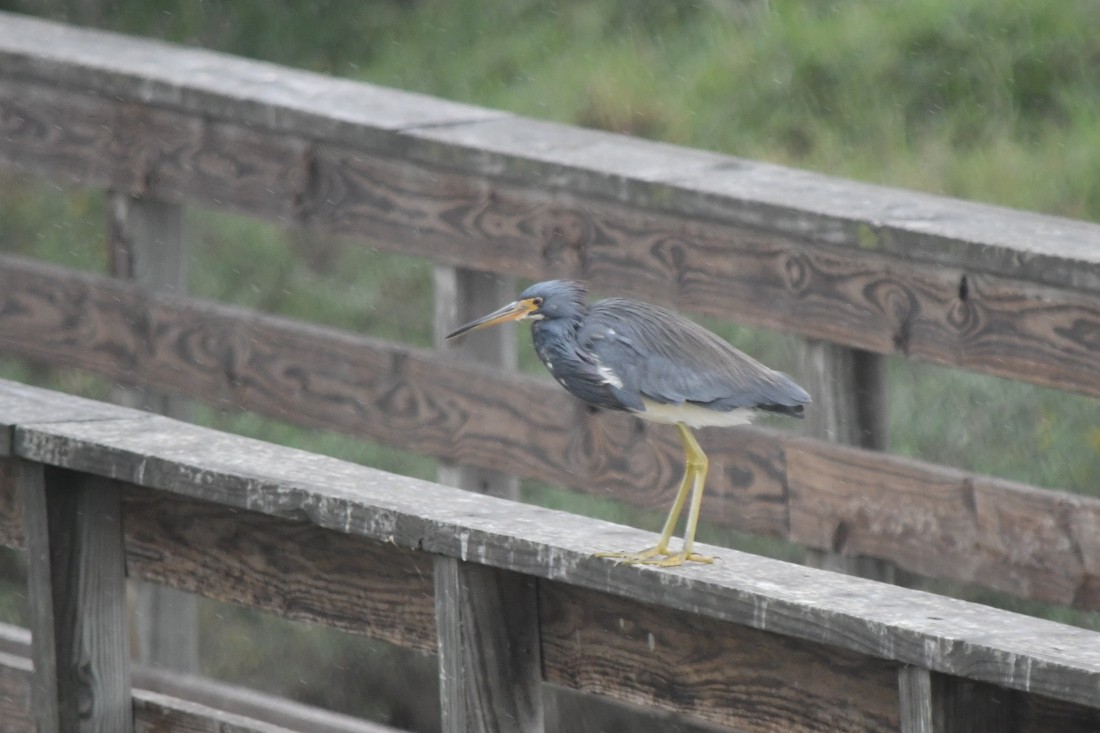 prakthegre - ML646862223