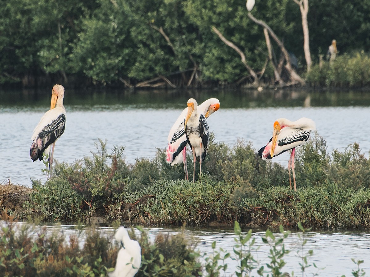 Painted Stork - ML646862224
