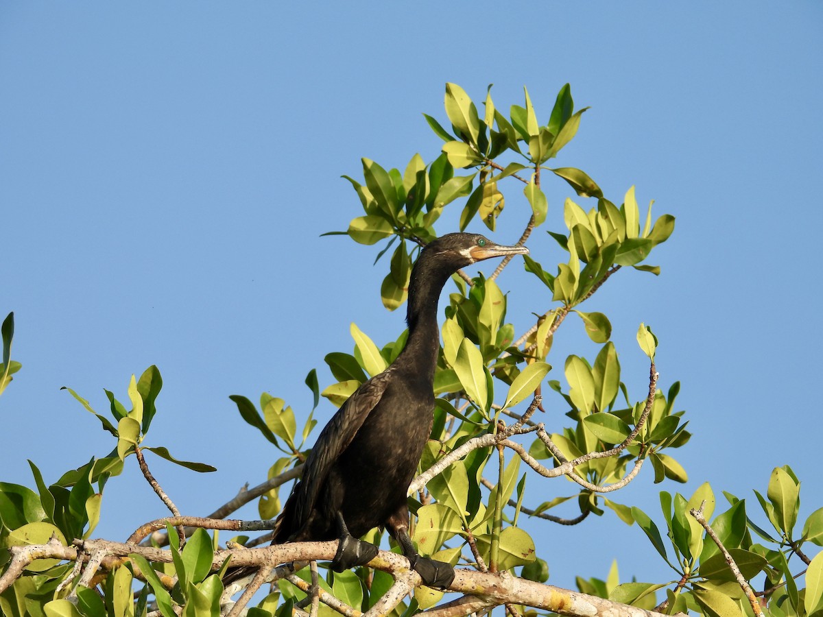 Neotropic Cormorant - ML646862226