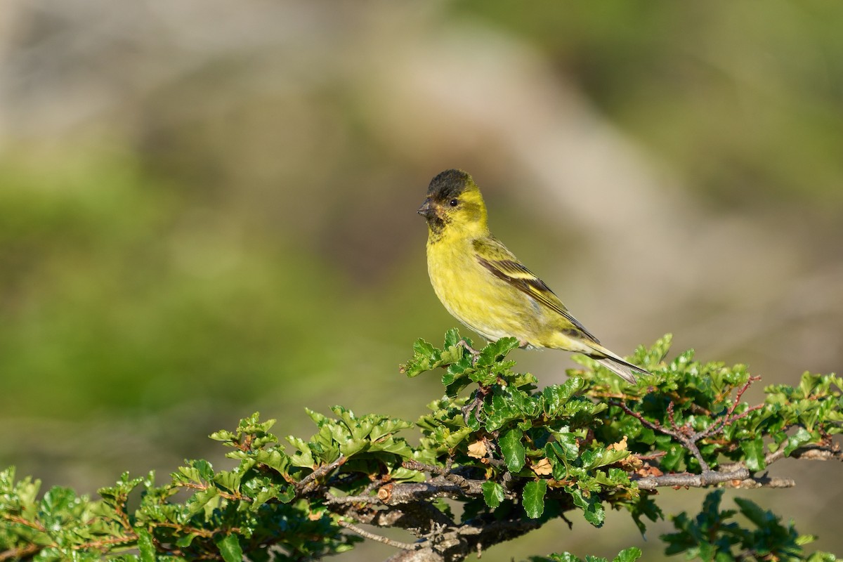 Black-chinned Siskin - ML646862227