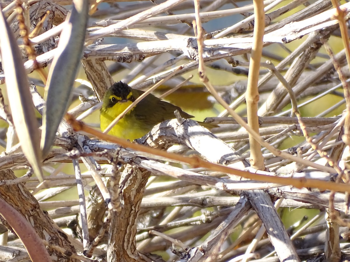 Цитринка жовтогорла - ML646862228