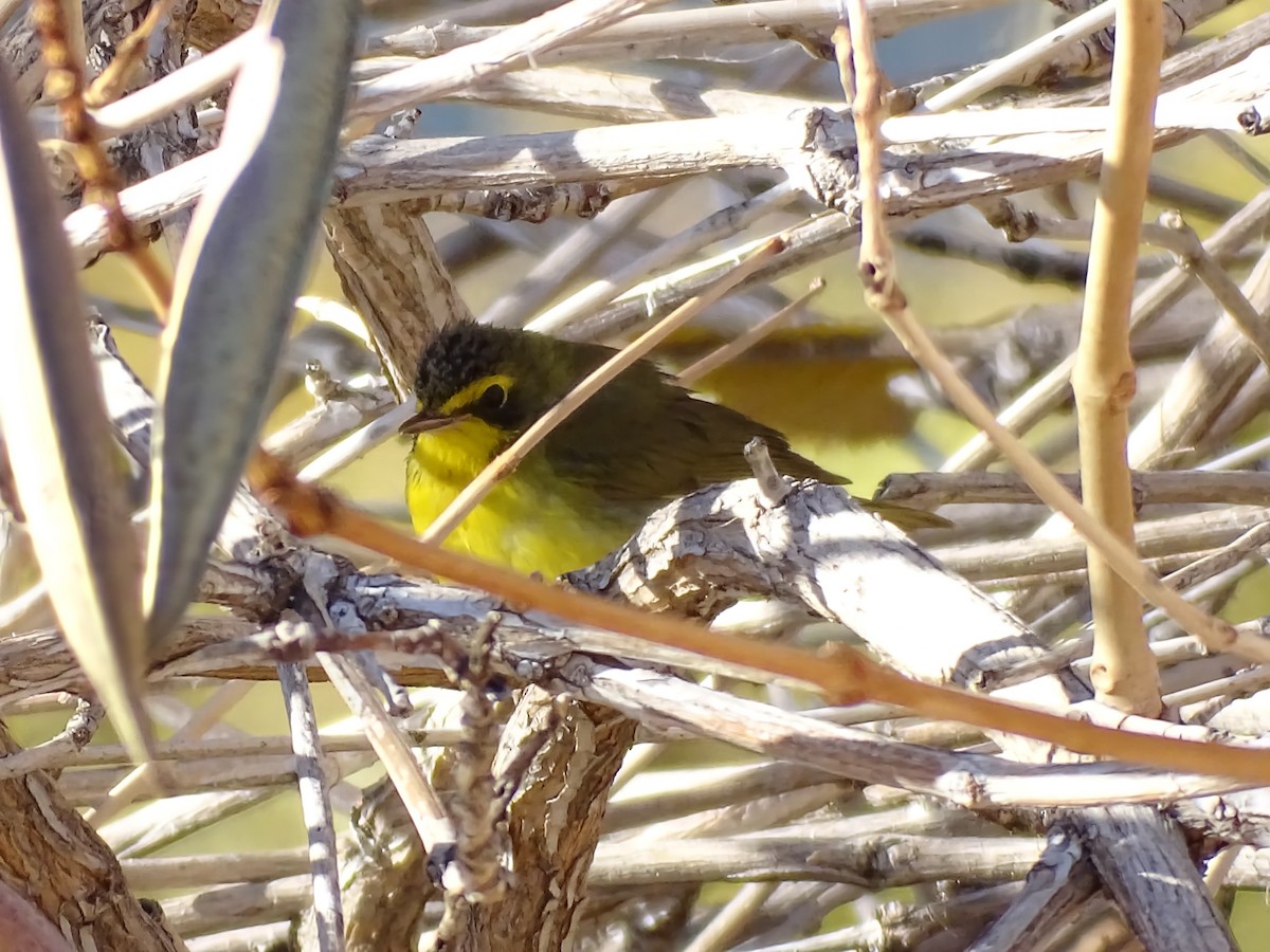 Цитринка жовтогорла - ML646862229