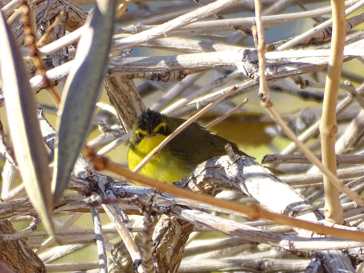 Цитринка жовтогорла - ML646862230