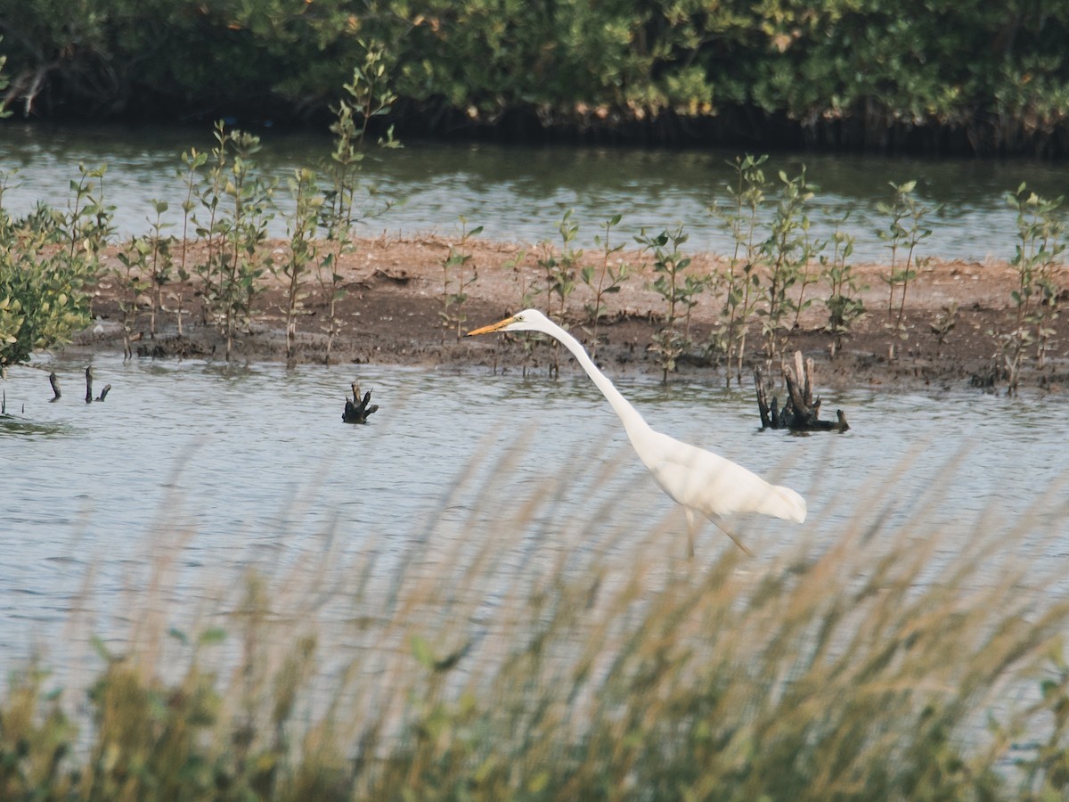 Airone bianco maggiore - ML646862231