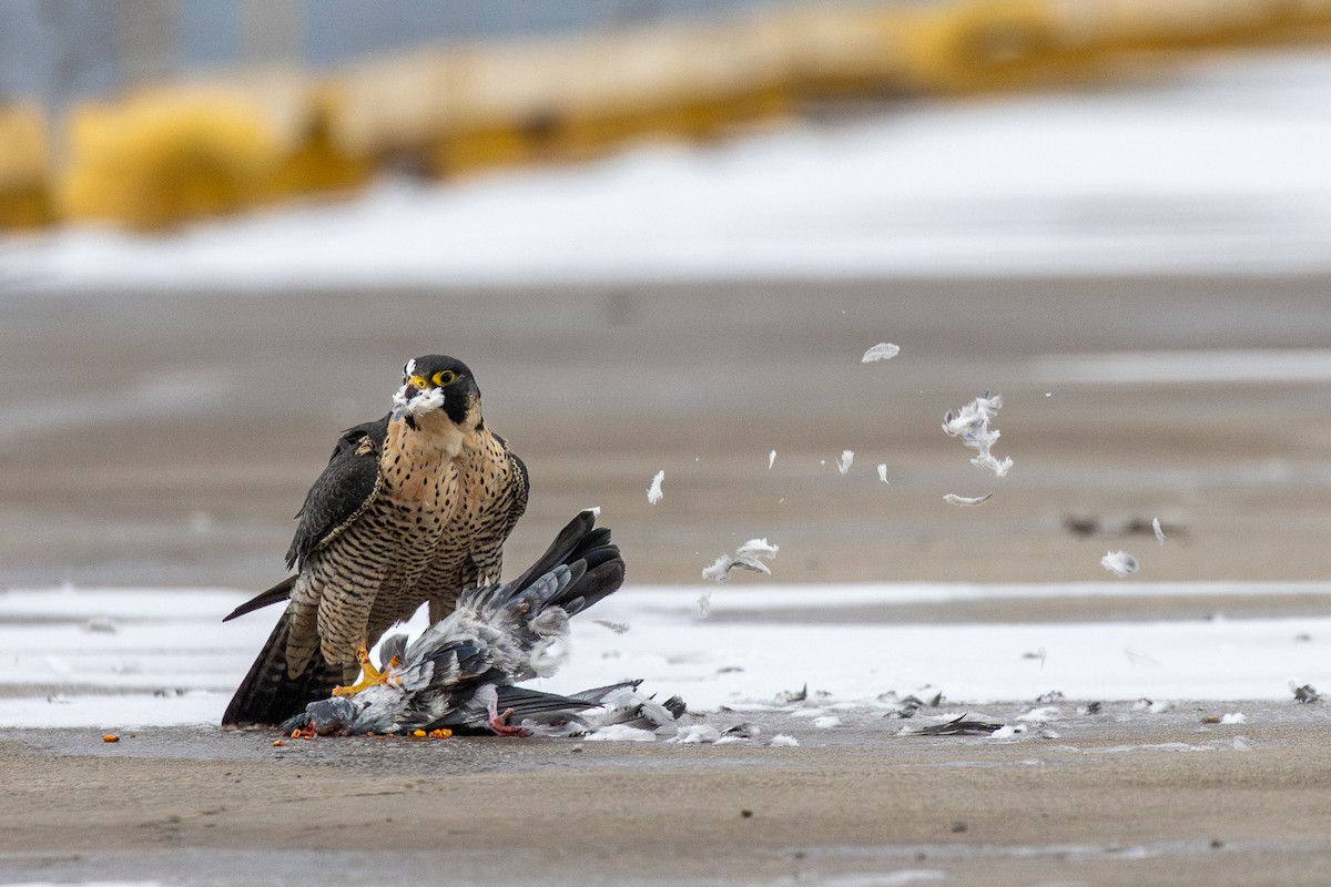 Сапсан - ML646862232