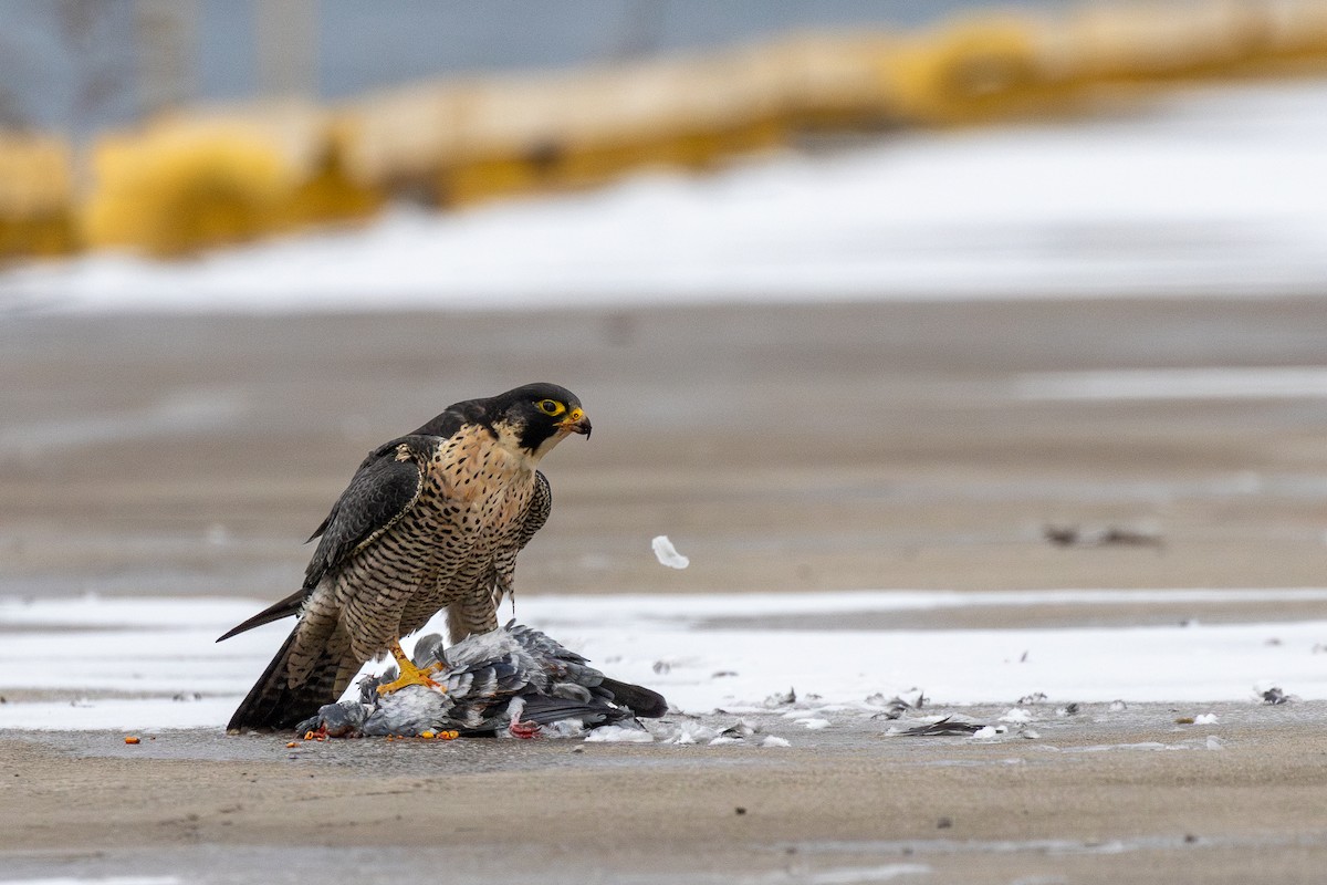 Сапсан - ML646862233