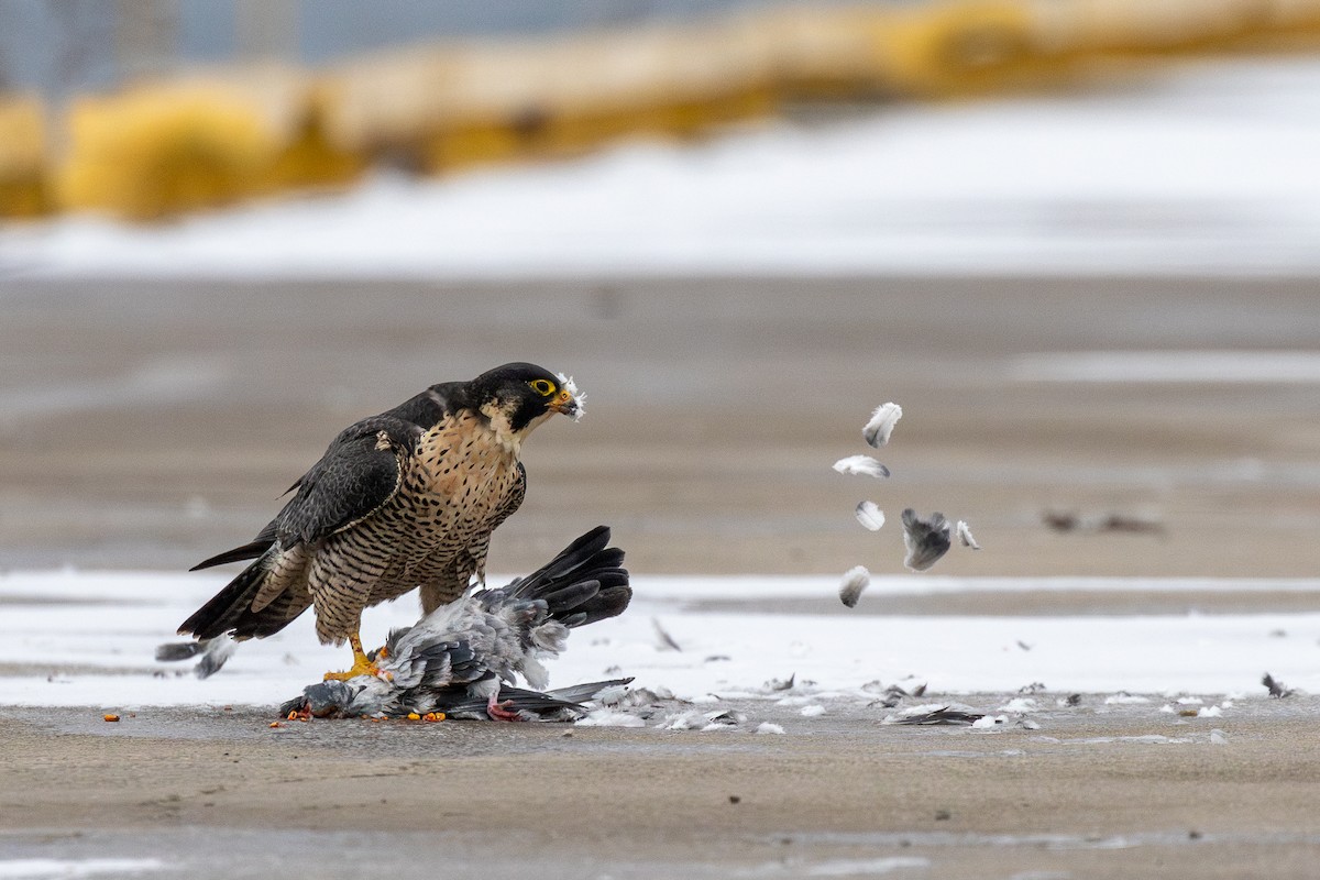 Сапсан - ML646862234